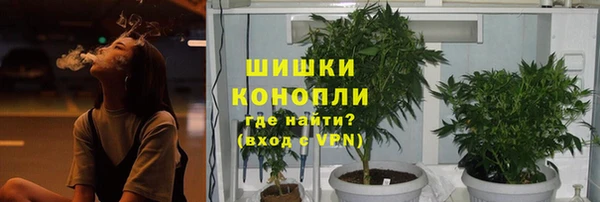 прущие грибы Вязьма