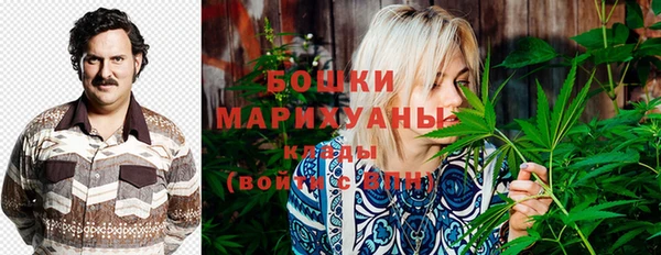 прущие грибы Вязьма
